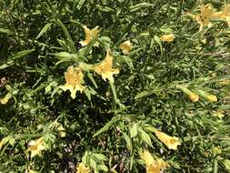 Image of southern bush monkeyflower