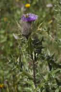 Plancia ëd Cirsium pugnax Somm. & Levier