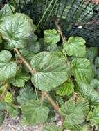 Image of Creeping Bramble