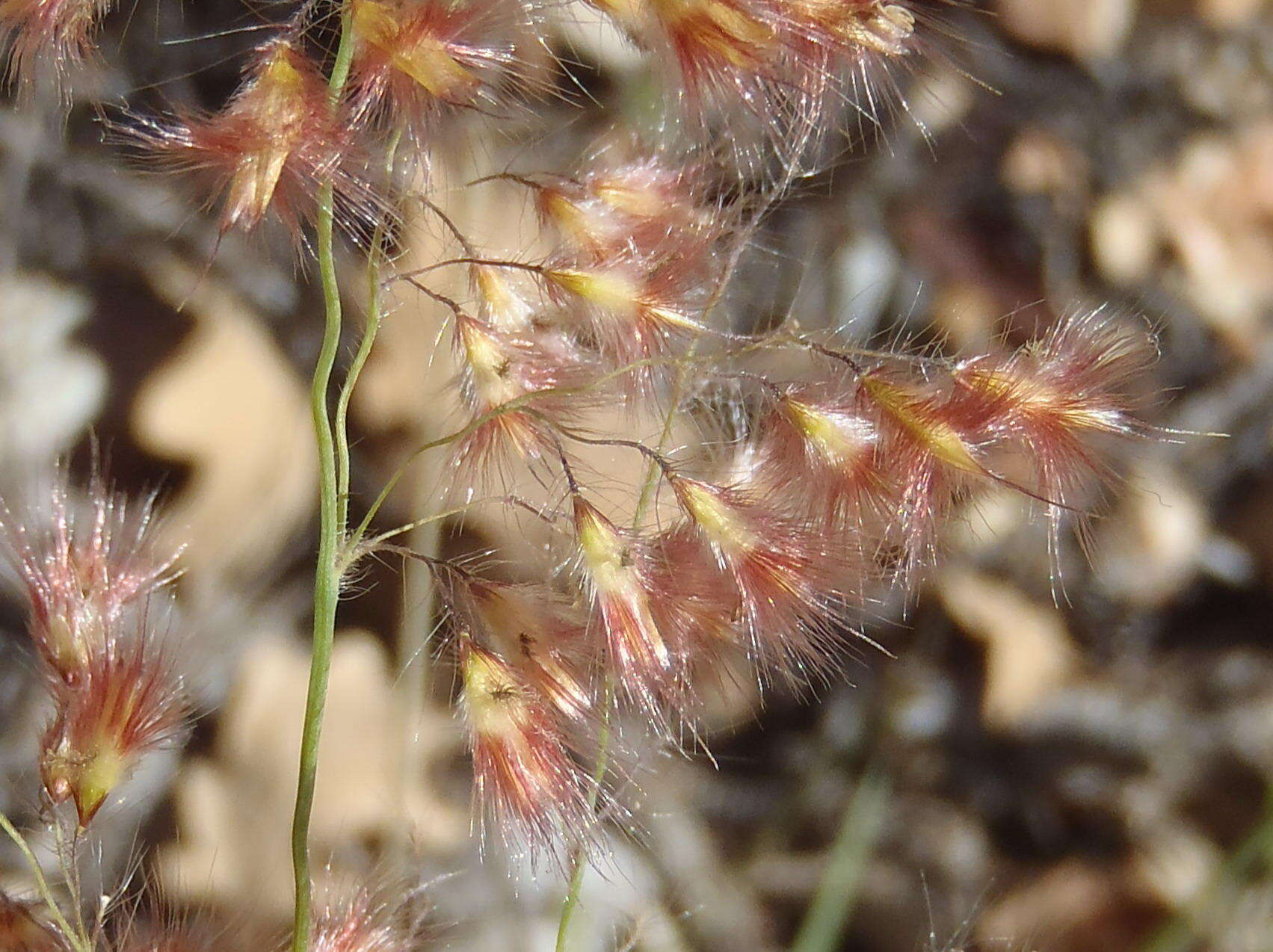 Image of Melinis repens subsp. repens