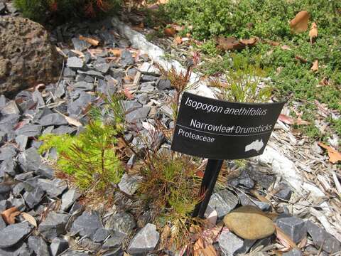 Image of Isopogon anethifolius (Salisb.) Knight