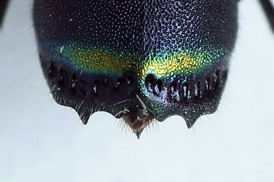 Image of <i>Chrysis equestris</i> Dahlbom 1854