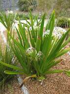 Image of Mangrove lily