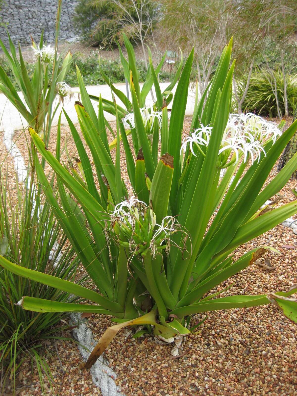 Image of Mangrove lily