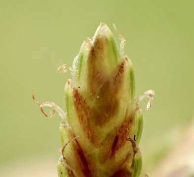 Image of Black Flat Sedge