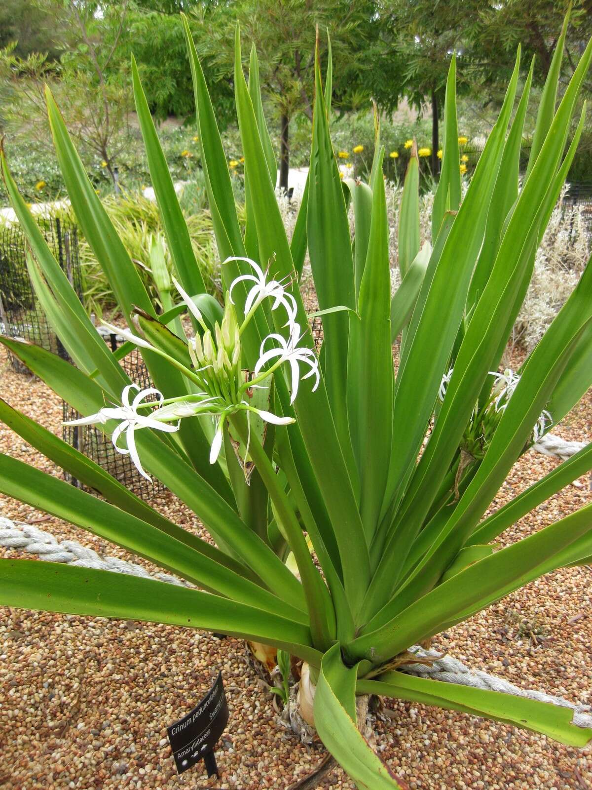 Image of Mangrove lily