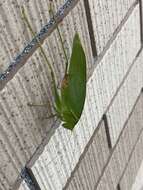 Image of Japanese broadwinged katydid