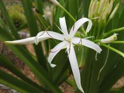 Image of Mangrove lily