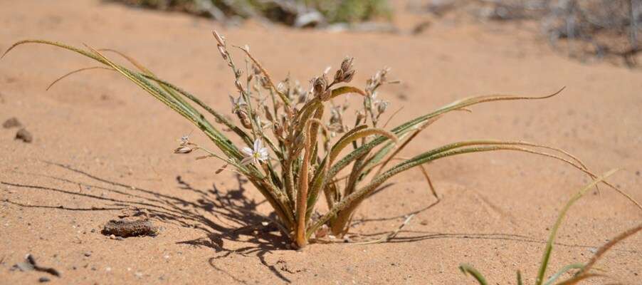 Image of Chlorophytum viscosum Kunth