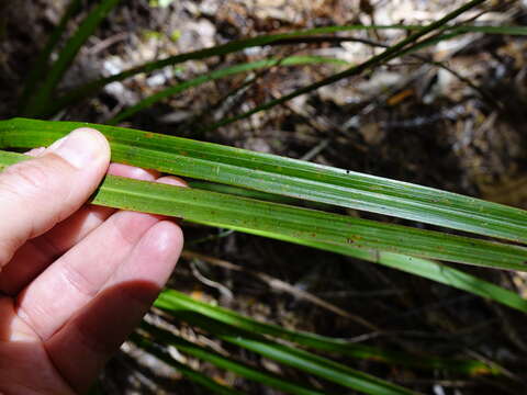 Image of Cordyline pumilio Hook. fil.