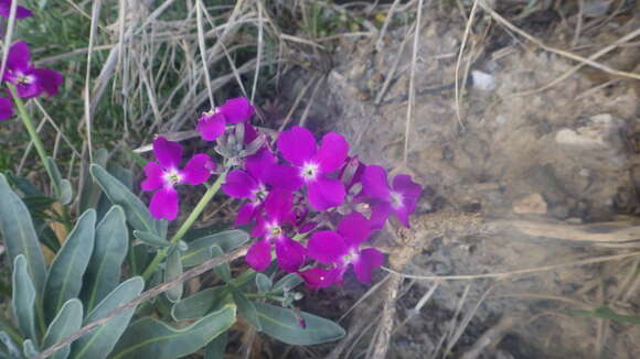 Image of Matthiola incana subsp. incana