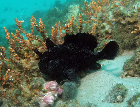 Image of Spitlure Frogfish