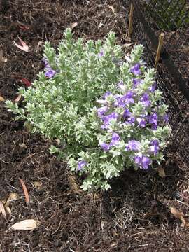 Image of Eremophila hygrophana Chinnock