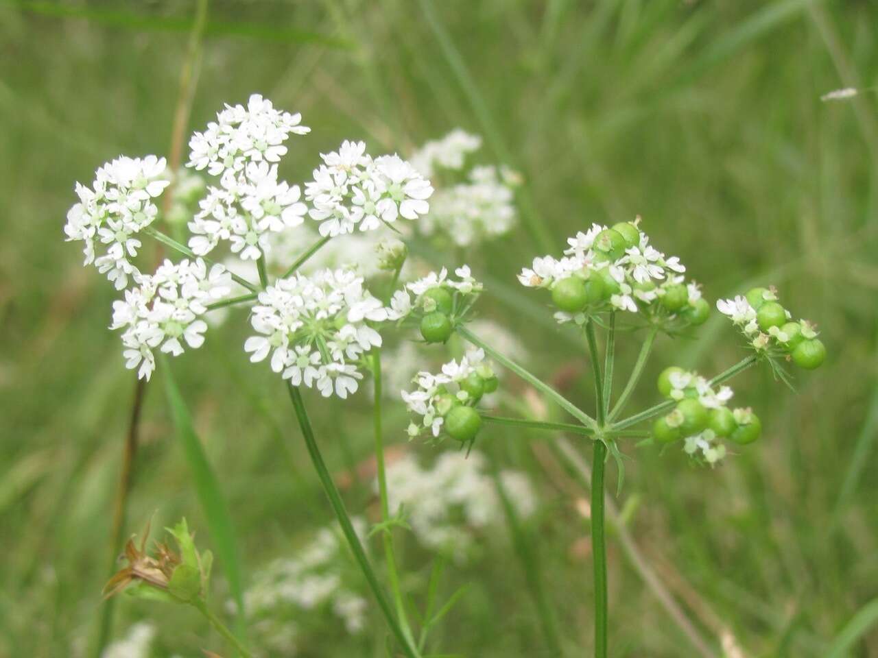 Image of prairie bishop