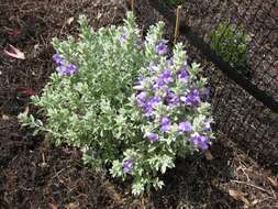 صورة Eremophila hygrophana Chinnock