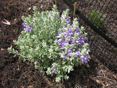 Image of Eremophila hygrophana Chinnock