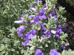 صورة Eremophila hygrophana Chinnock