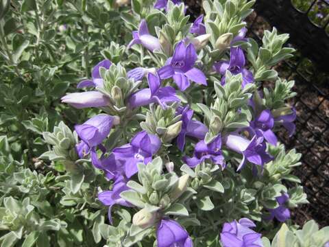 Image of Eremophila hygrophana Chinnock