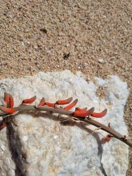 Image of Aloe asperifolia A. Berger