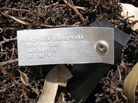 Image of Eremophila hygrophana Chinnock