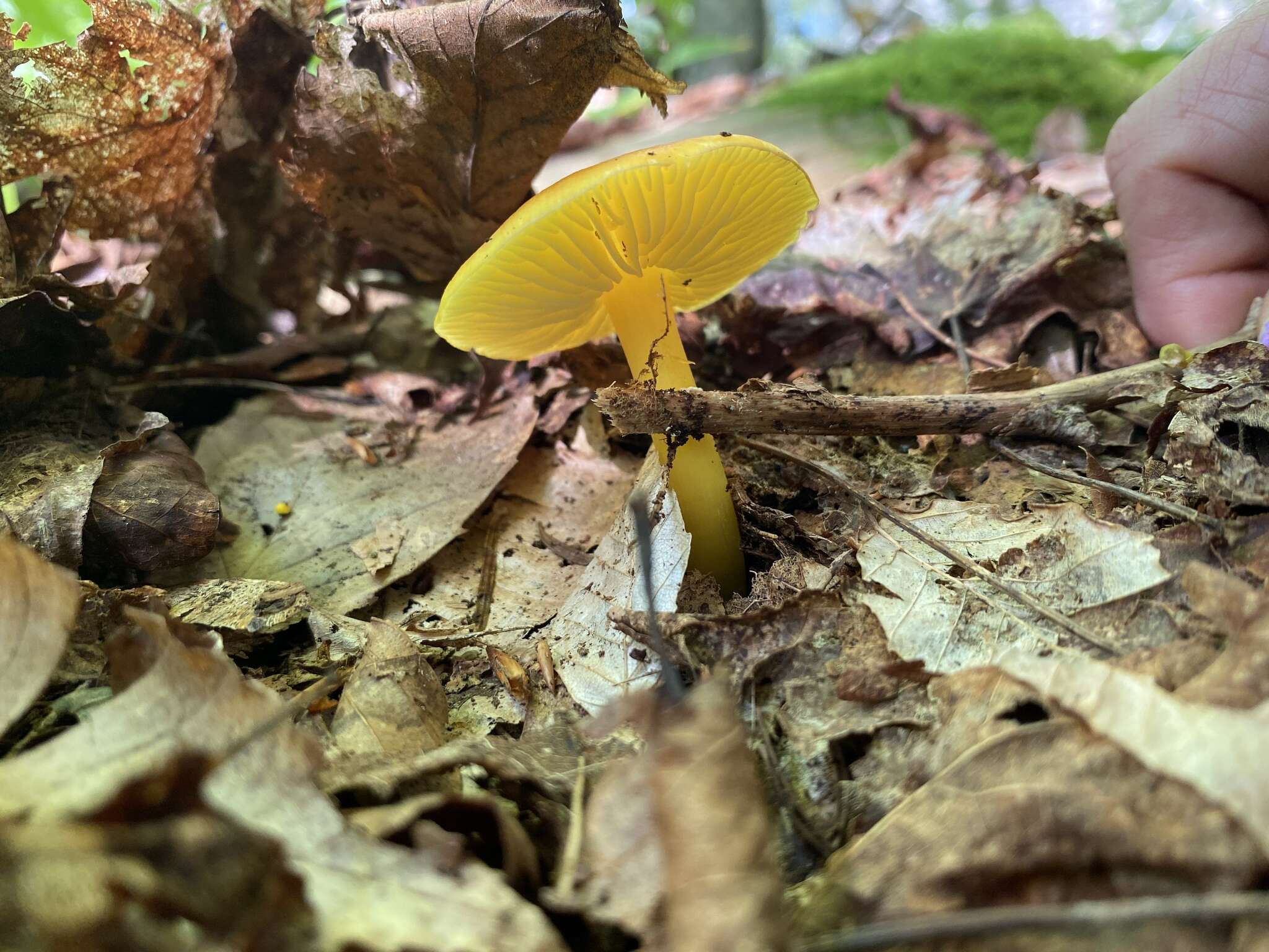 Hygrocybe chlorophana (Fr.) Wünsche 1877 resmi