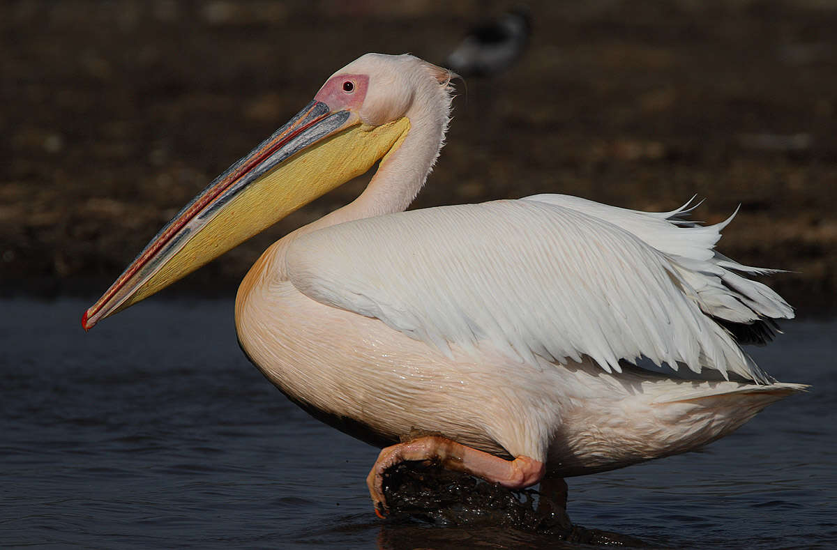 Image of Great White Pelican