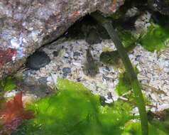 Image of Tidepool sculpin