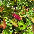 Image of Grevillea laurifolia subsp. laurifolia