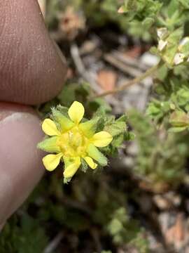 Image of Bailey's ivesia