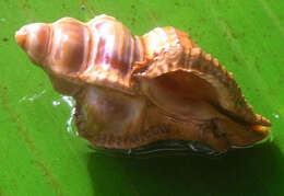 صورة Chicoreus capucinus (Lamarck 1822)