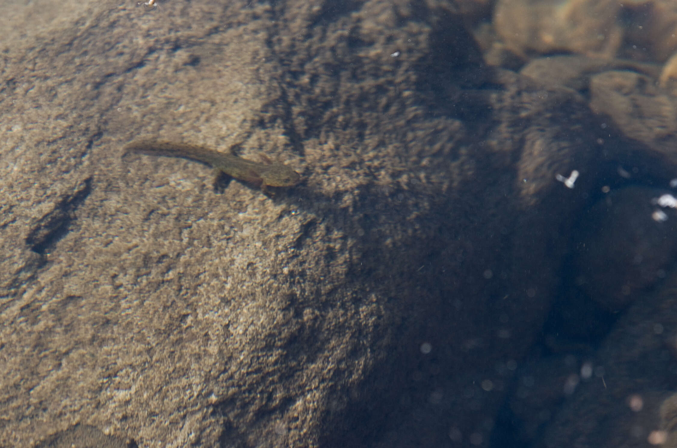 صورة Hynobius nigrescens Stejneger 1907