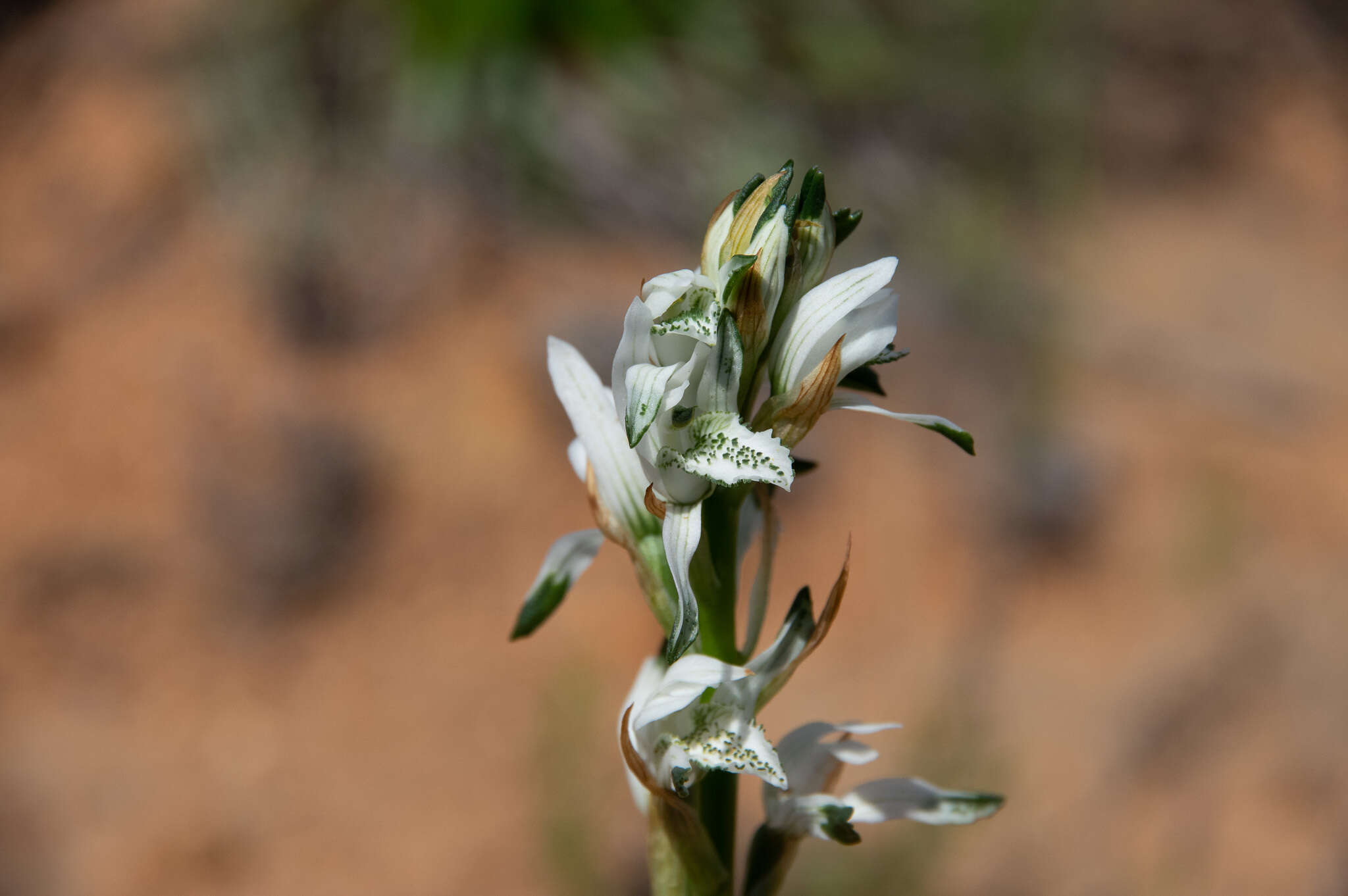 Image of Chloraea multiflora Lindl.