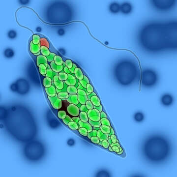 Image de Euglena gracilis