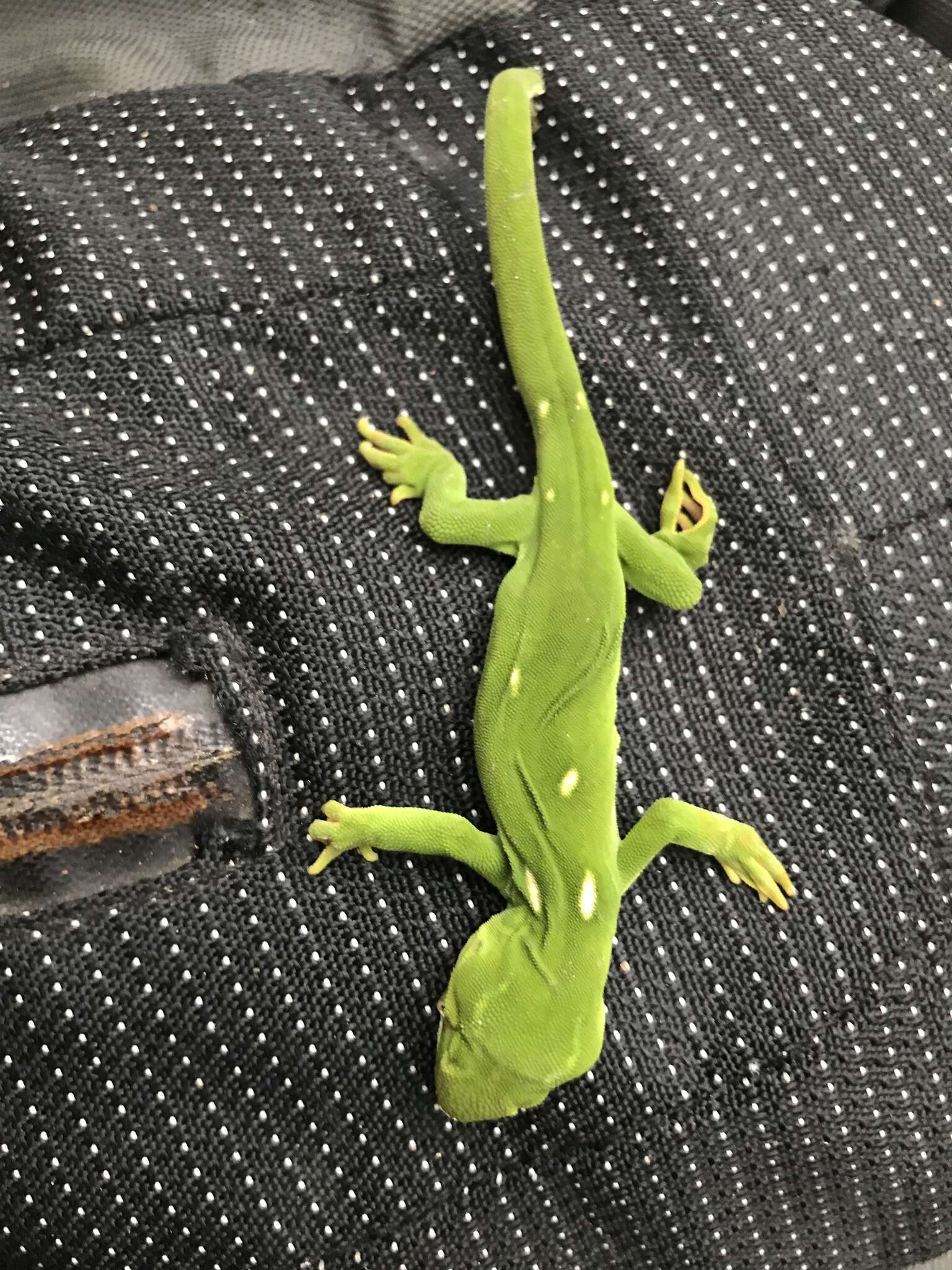 Image of Wellington green gecko