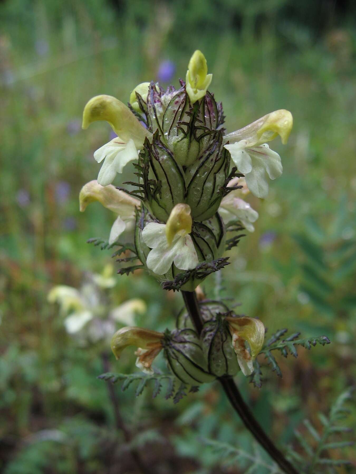 Image of Pedicularis myriophylla Pall.