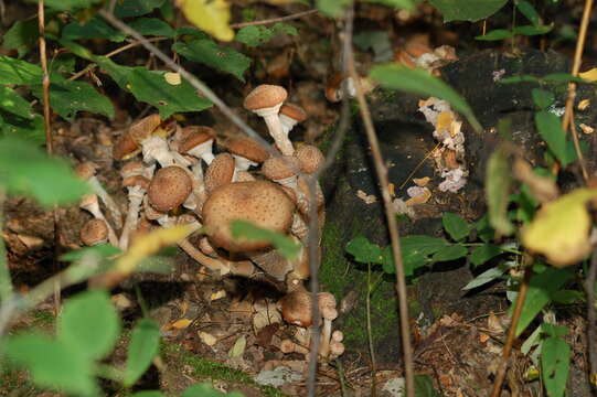 Image of Armillaria ostoyae (Romagn.) Herink 1973