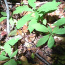 Plancia ëd Oclemena acuminata (Michx.) Greene