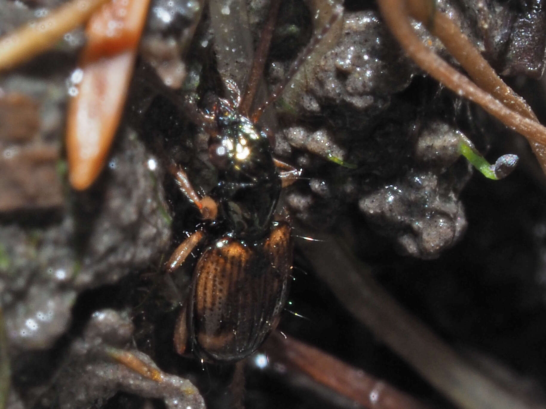 Image of Bembidion (Trepanes) articulatum (Panzer 1796)