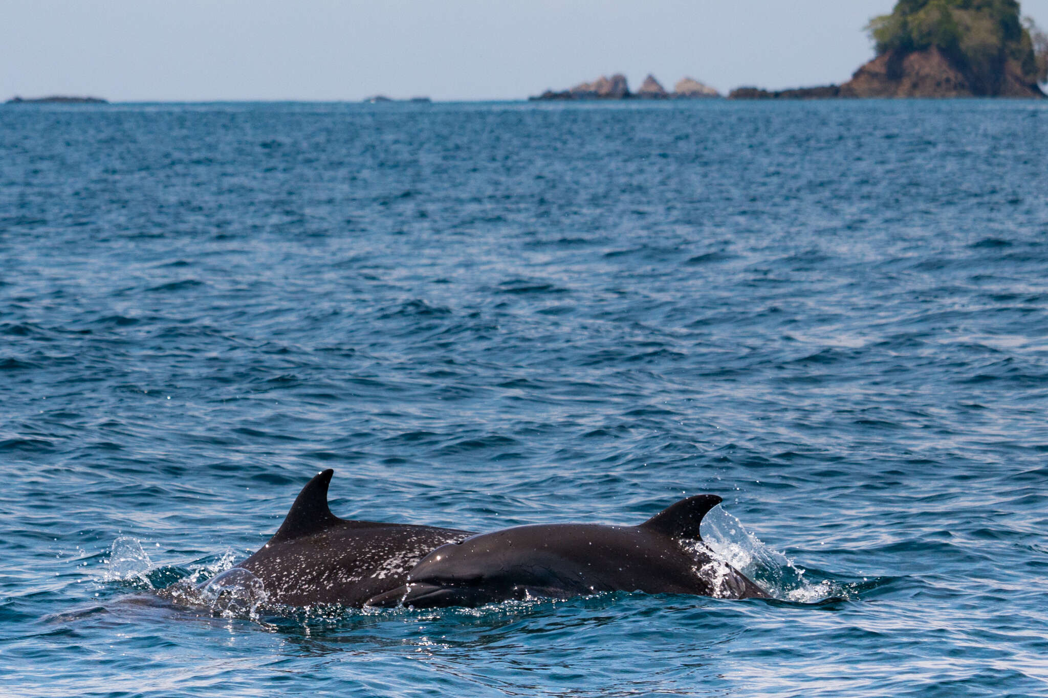 Image of Bridled Dolphin