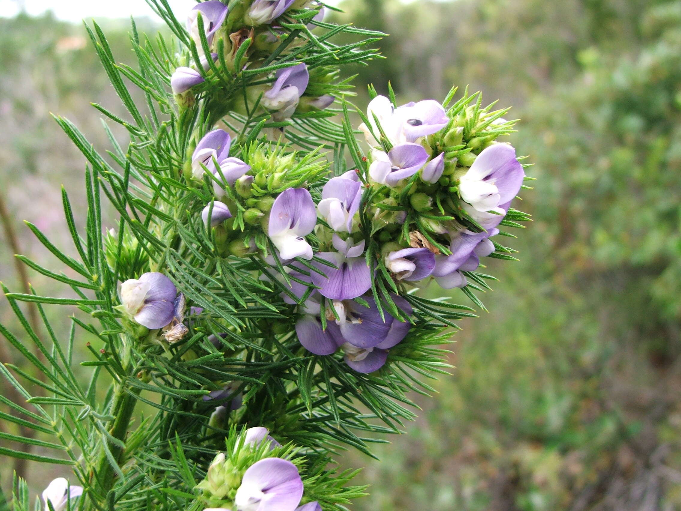 Plancia ëd Psoralea pinnata L.