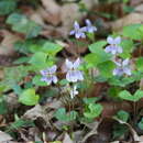 Viola grypoceras A. Gray的圖片