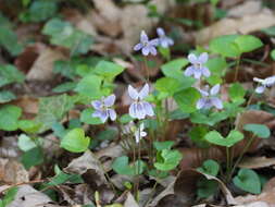 Image of Viola grypoceras A. Gray
