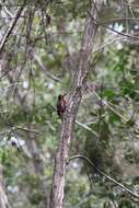 Image of Puerto Rican Woodpecker