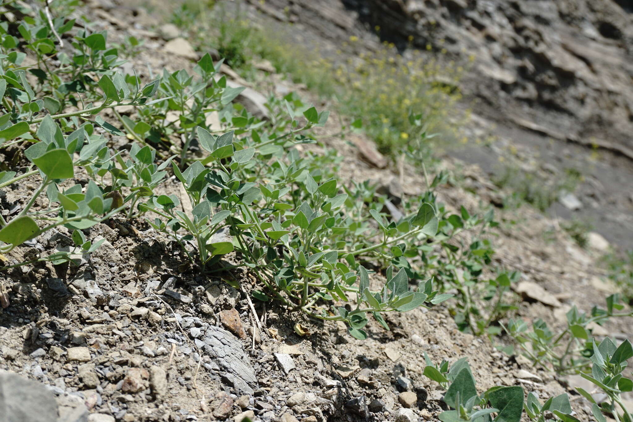 Image of Chenopodium sosnowskyi Kapeller