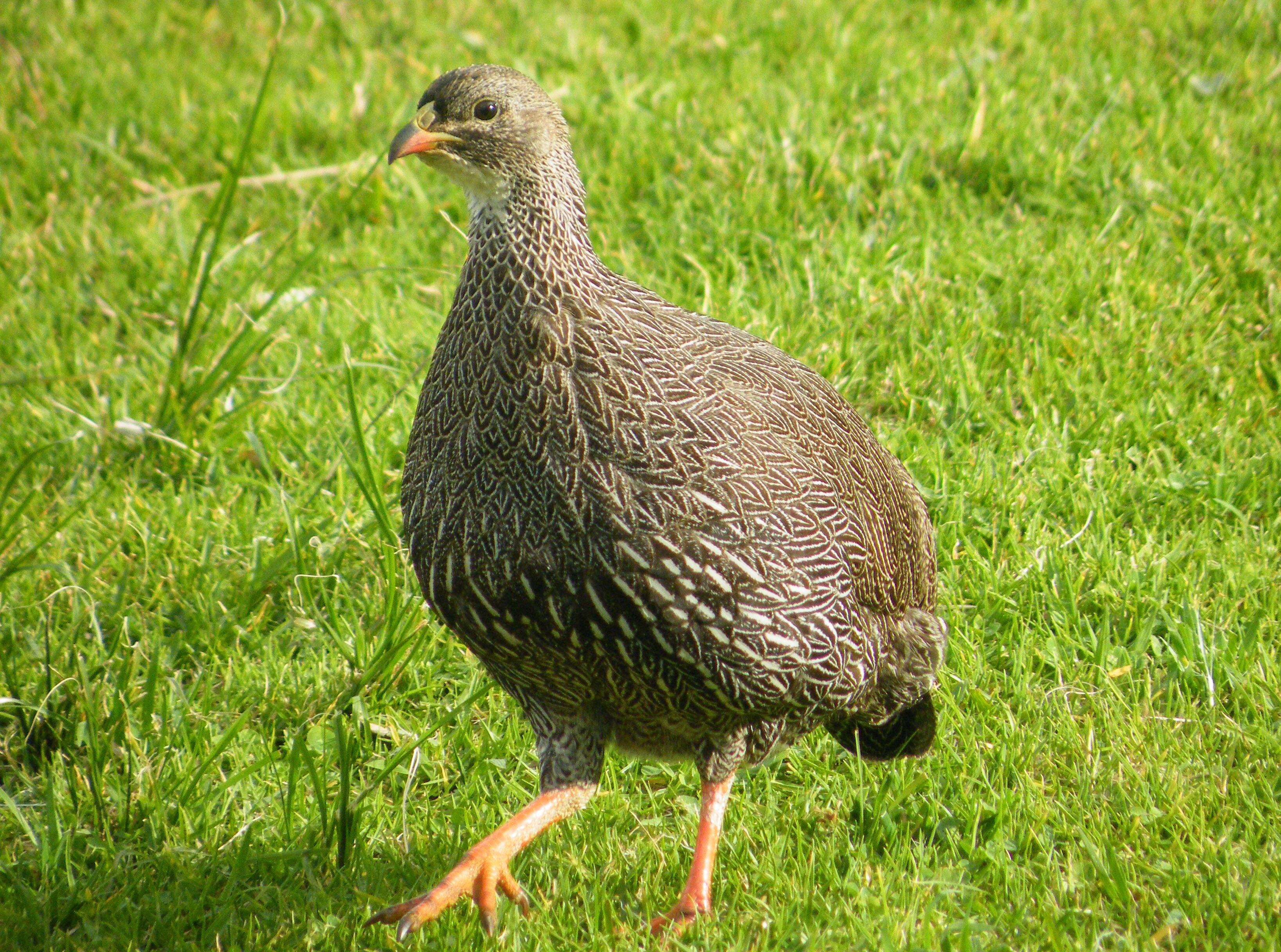 Image of Cape Francolin