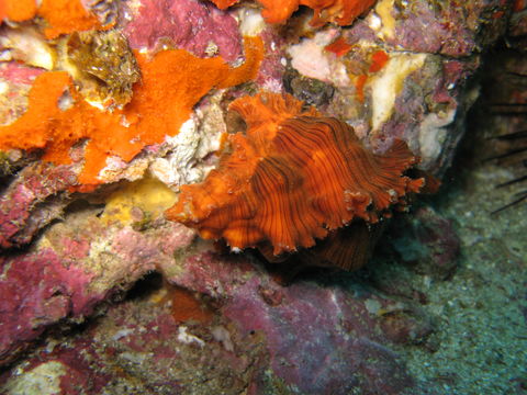 Image of <i>Chicoreus microphyllus</i> (Lamarck 1816)