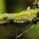 Image of Aphid