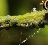 Image of Aphid