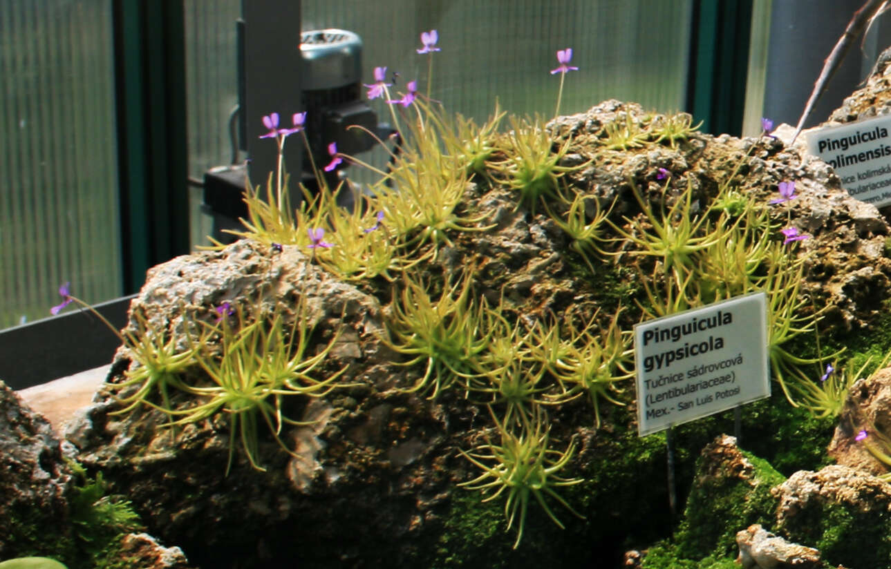 Image of Pinguicula gypsicola T. S. Brandeg.