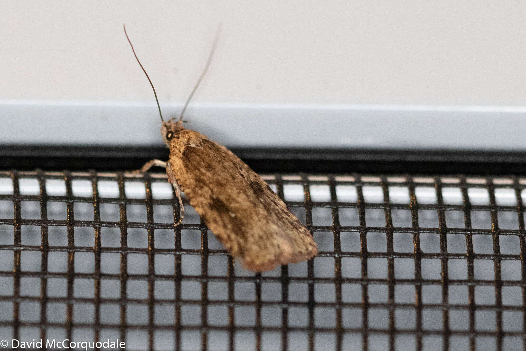 Imagem de Agonopterix pulvipennella Clemens 1864